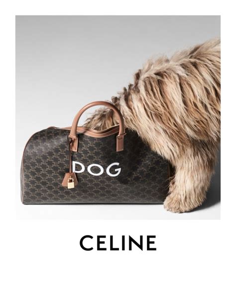 celine new dog accessories.